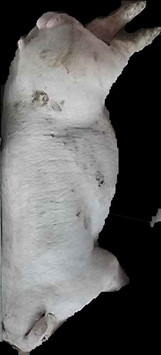 Crop