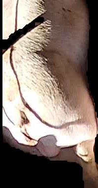 Crop