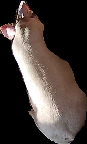 Crop
