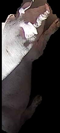 Crop