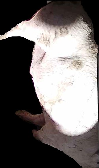 Crop