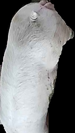 Crop