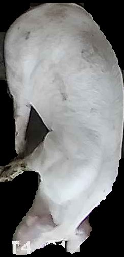 Crop
