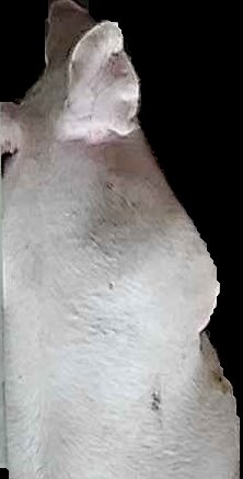 Crop