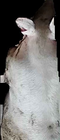 Crop