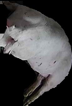Crop