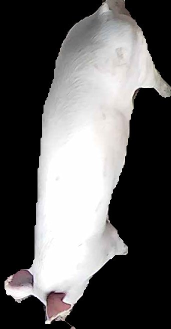 Crop
