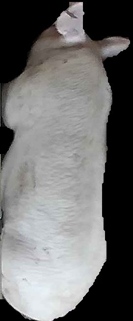 Crop