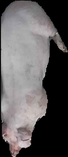 Crop