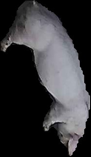 Crop