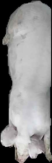 Crop