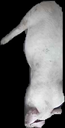 Crop