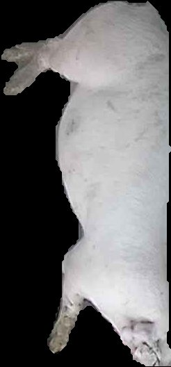 Crop