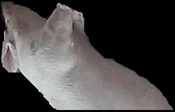 Crop