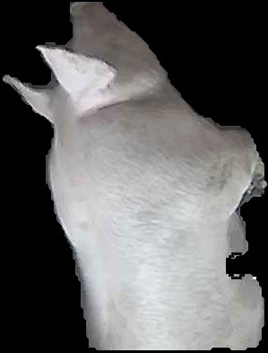 Crop