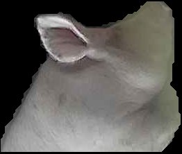 Crop