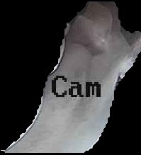 Crop