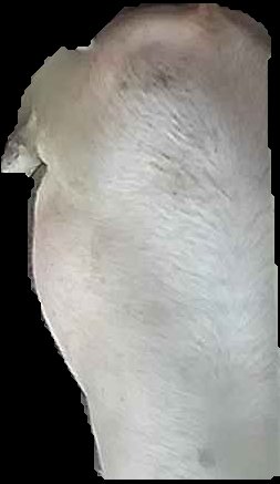 Crop