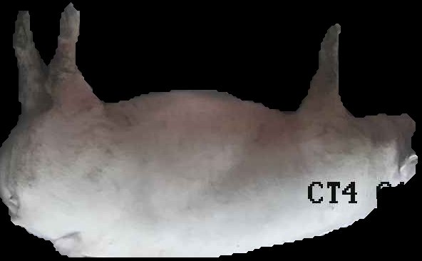 Crop