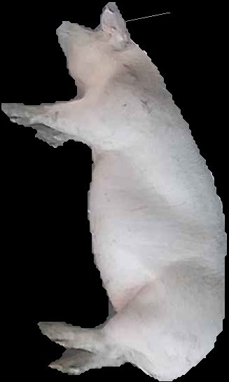 Crop