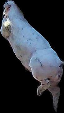 Crop