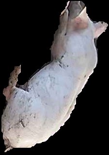 Crop
