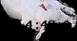 Crop