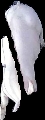 Crop