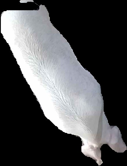 Crop