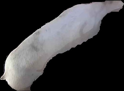 Crop