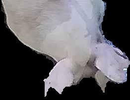 Crop