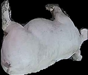 Crop