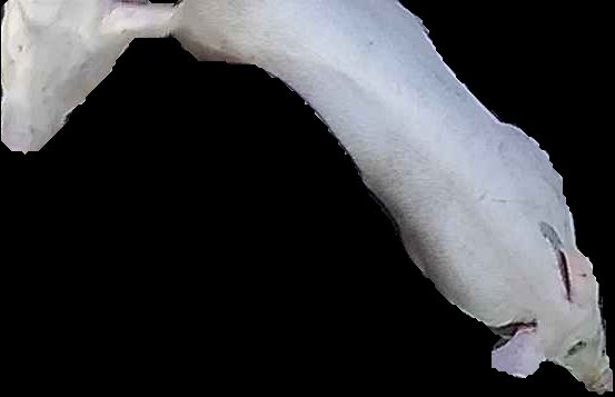 Crop