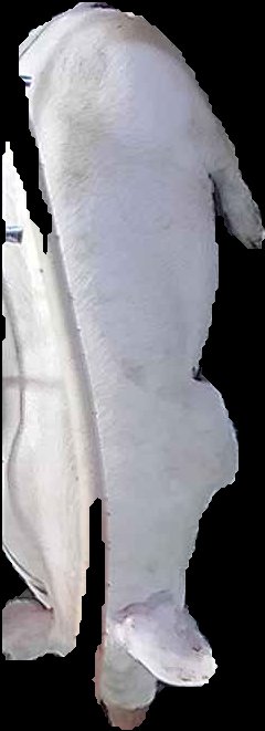 Crop
